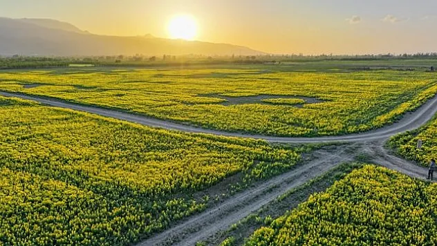 150 dekarlık alanda 'Eber sarısı' çiçek açtı