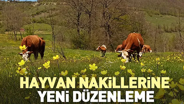 Hayvan nakillerine yeni düzenleme