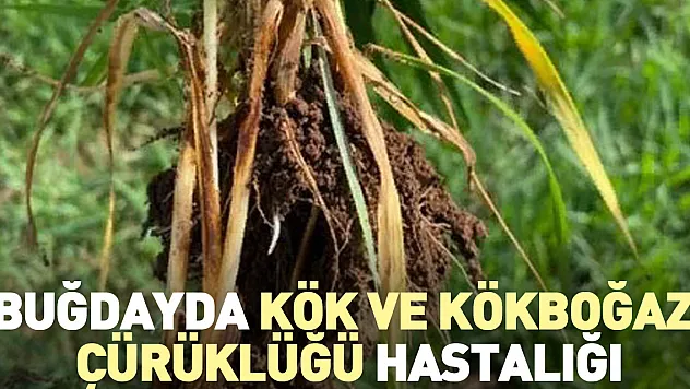 Buğdayda Kök ve Kökboğazı Çürüklüğü Hastalığı