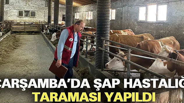 Çarşamba'da şap hastalığı taraması yapıldı