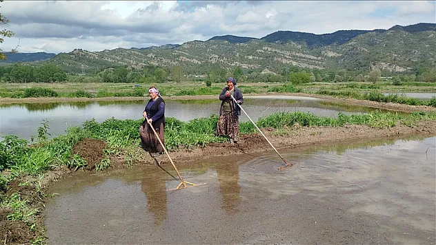 Sinop'ta çeltik ekimine başlandı