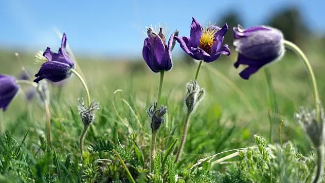 Kaf Lâlesi renk cümbüşü oluşturdu