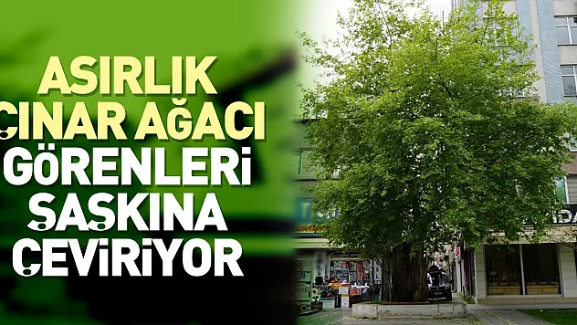 Asırlık çınar ağacı görenleri şaşkına çeviriyor