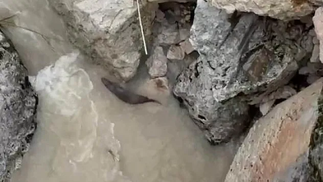 Nesli tükenme tehlikesi altındaki su samurları görüntülendi