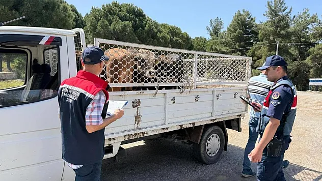 Kurban Bayramı nedeni ile ilçe tarım ekipleri sahada