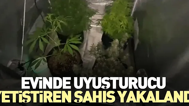 Evinde uyuşturucu yetiştiren şahıs yakalandı