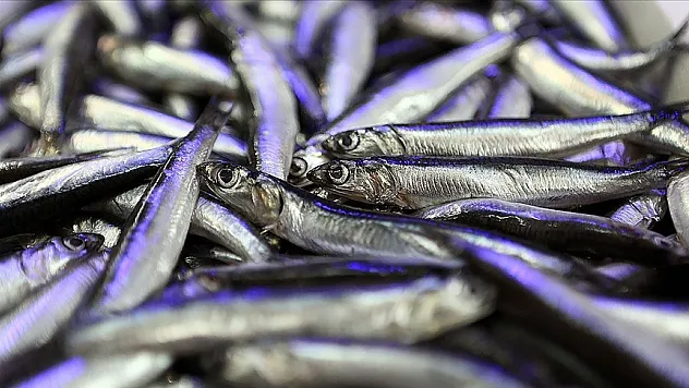 Türkiye hamsi ihracatından 4 ayda 4,7 milyon dolar kazandı