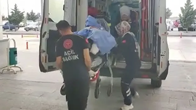 Başıboş köpek dehşeti