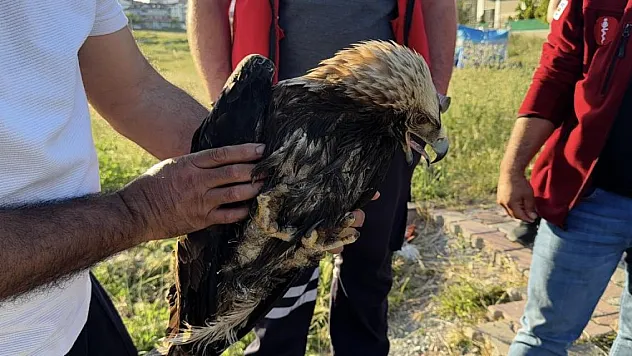 Arnavutköy'de bulunan yaralı kartal tedavi altına alındı