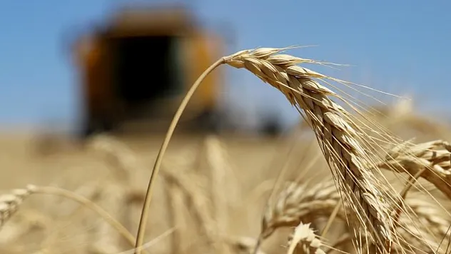 Sivas'ta hububat rekoltesi arttı, kalite düştü