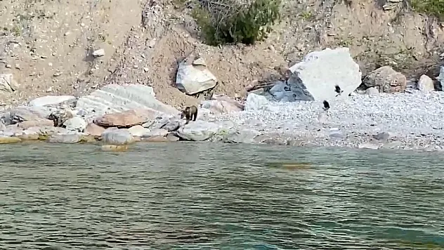 Ayı yavrusu sahile indi, uyarılar yapıldı