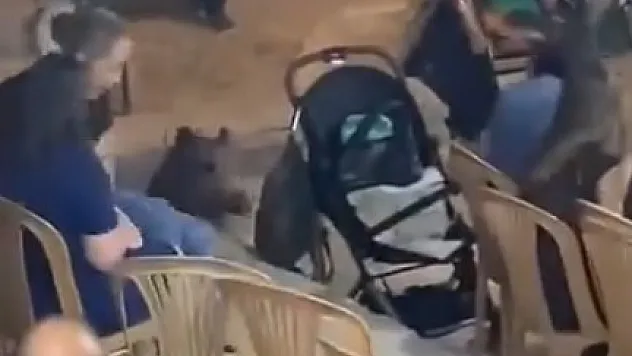 Düğün töreninde domuz paniği