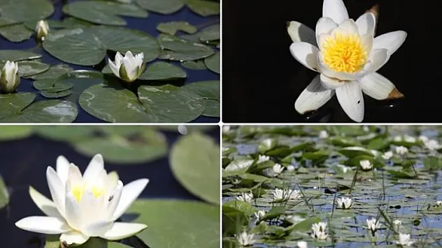 Nilüferler çiçek açtı