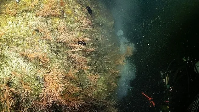 Dalgıçlar, mercanları müsilajdan temizledi