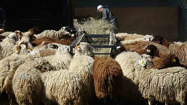 Üniversiteli kurbanlıklar