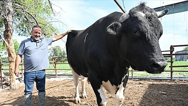 Şanlıurfa'da Kurban Bayramı öncesi hareketlilik yaşanıyor