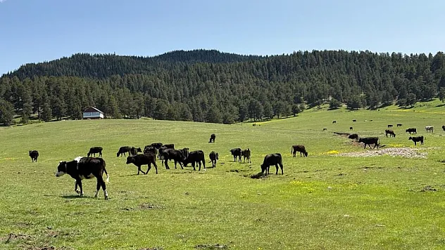 Benli Yaylası'na göç başladı