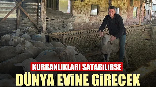 Kurbanlıkları satabilirse dünya evine girecek