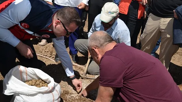 Üreticilere 33 Bin Adet Salep Yumrusu