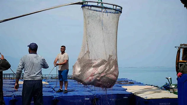 Türk somonu hasadı başladı
