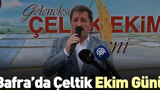 Bafra'da Çeltik Ekim Günü