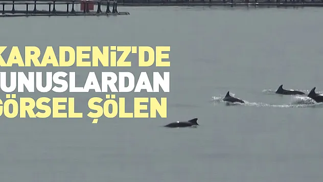 Karadeniz'de yunuslardan görsel şölen