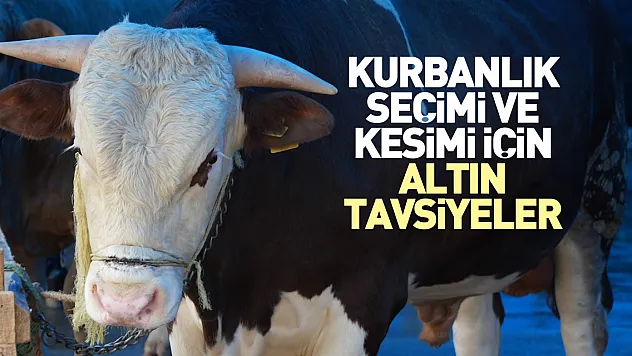 Kurbanlık seçimi ve kesimi için altın tavsiyeler