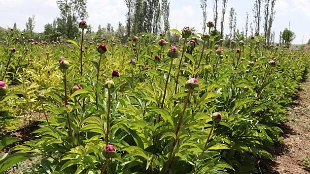 Şakayık çiçeğinde hasat sezonu