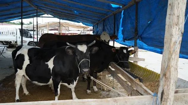 Kurban kesimi için dikkat edilmesi gerekenler