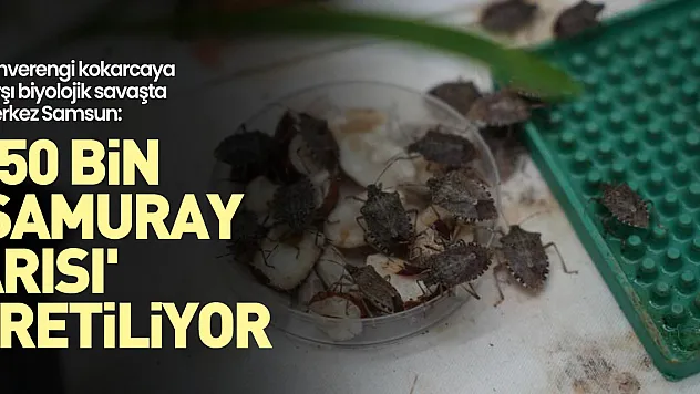 750 bin 'samuray arısı' üretiliyor