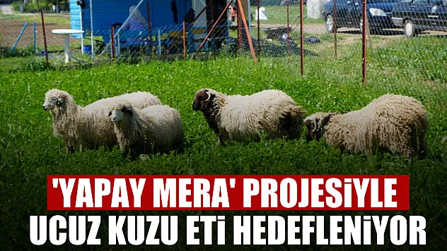 'Yapay mera' projesiyle ucuz kuzu eti hedefleniyor