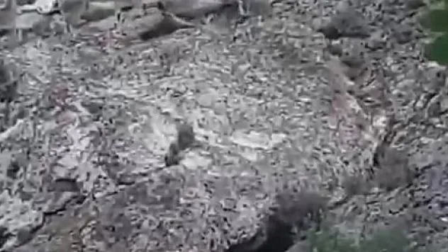 Nesli tükenme tehlikesi altında olan dağ keçileri görüntülendi