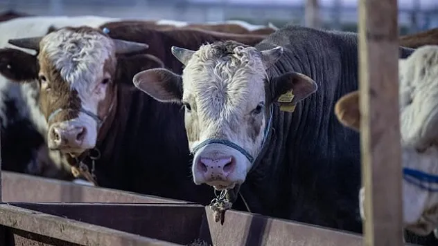 Et ve Süt Kurumu hayvanları satın alacak
