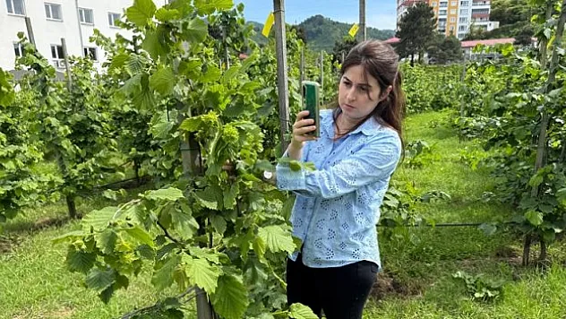 Yeni dikim uygulamaları verimi artırdı