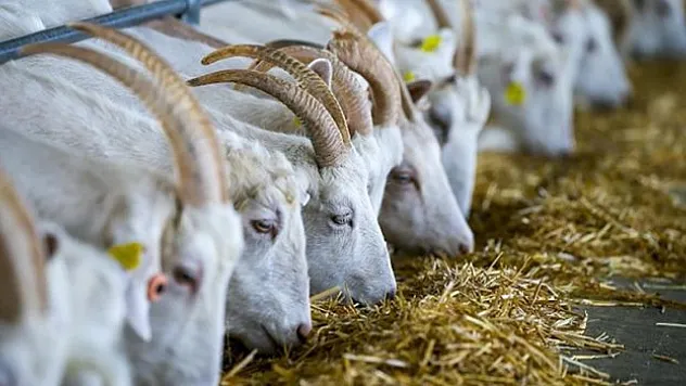 Sektör geliştirilmeyi bekliyor