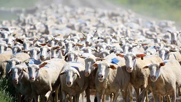 Hem üreticiye hem ekonomiye katkı sunuyor