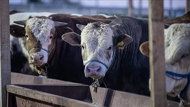 Satılamayan kurbanlıkları Et ve Süt Kurumu satın alacak