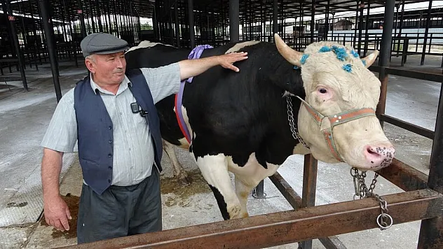 1 ton 200 kiloluk kurbanlık 350 bin TL'ye satıldı