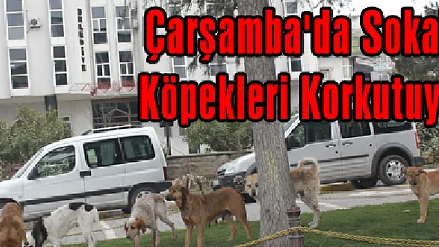 Çarşamba'da Sokak Köpekleri Korkutuyor