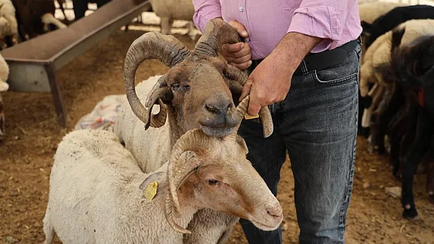 4 boynuzlu koçlar kurban pazarlarının gözdesi oldu