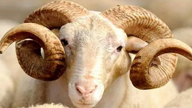 '11 yaşından küçüklere bayramın yardımlaşma boyutu anlatılmalı'