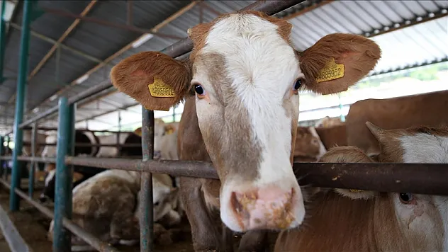Kurbanlık seçiminde 'küpe ve belge' uyarısı