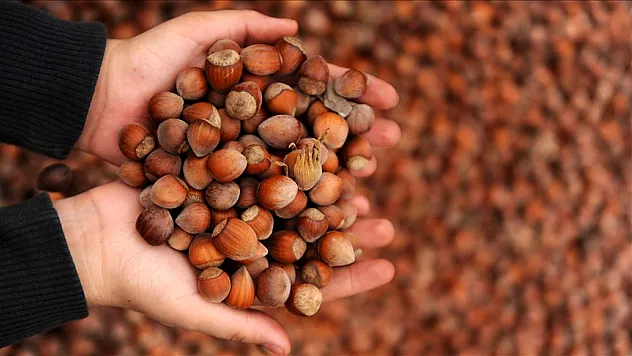 9 ayda 576 bin tonu aşkın fındık işlem gördü