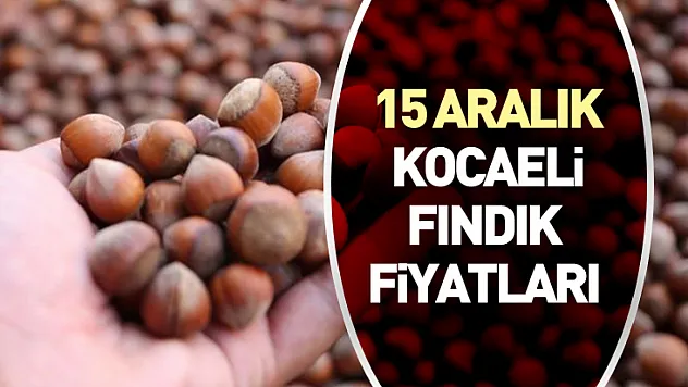 15 Aralık Kocaeli Fındık Fiyatları | Kandıra İç Piyasanın Nabzını Tutuyor