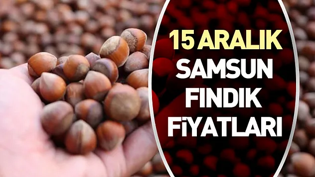 15 Aralık Samsun Fındık Fiyatları | Karadeniz'in Denge Noktasında Bekleyiş Sürüyor