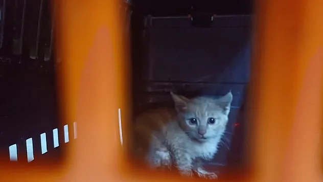 150 metrelik zorlu arama yavru kediyi kurtardı