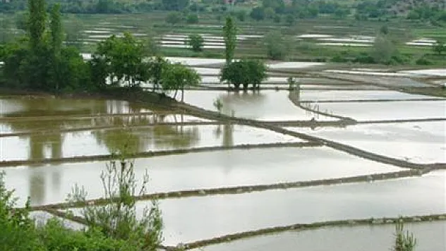 Organik Çeltik Yetiştiriciliği Eğitimi Verildi