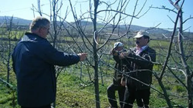 Meyve Ağaçlarında Budama Eğitimi