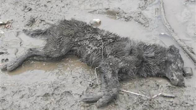 Köpekler Öldürülüyor mu, uyutuluyor mu?