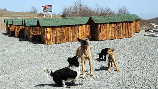 Modern barınak bitmeden hayvanlar yerleşti